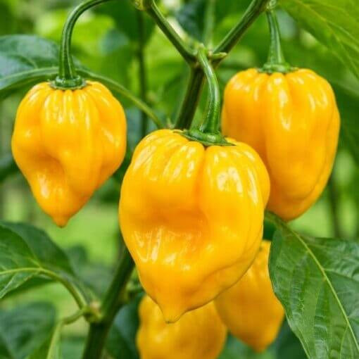 Yellow Habanero Seeds