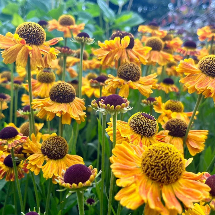 Yellow Helenium Seeds - Flower Plant for Home Gardens