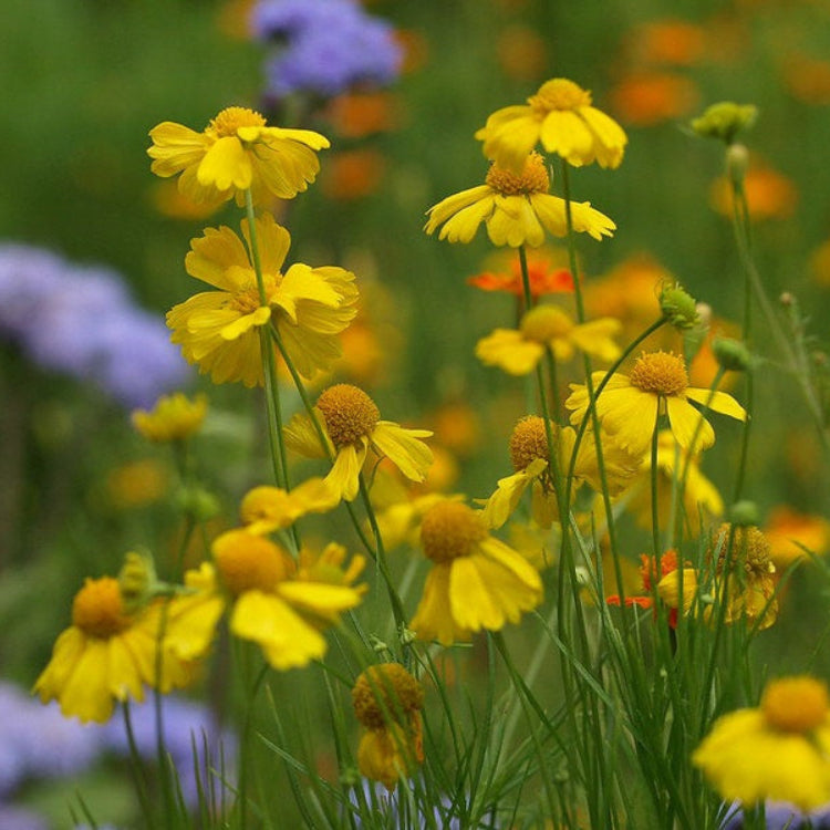 Yellow Helenium Seeds - Flower Plant for Home Gardens