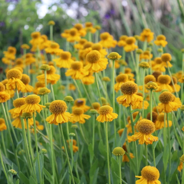 Yellow Helenium Seeds - Flower Plant for Home Gardens