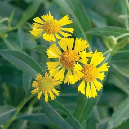 Yellow Helenium Seeds - Flower Plant for Home Gardens