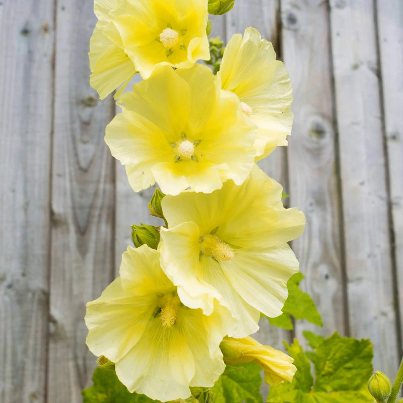 Yellow Hollyhock Seeds - Heirloom Flower Plant for Home Gardens 