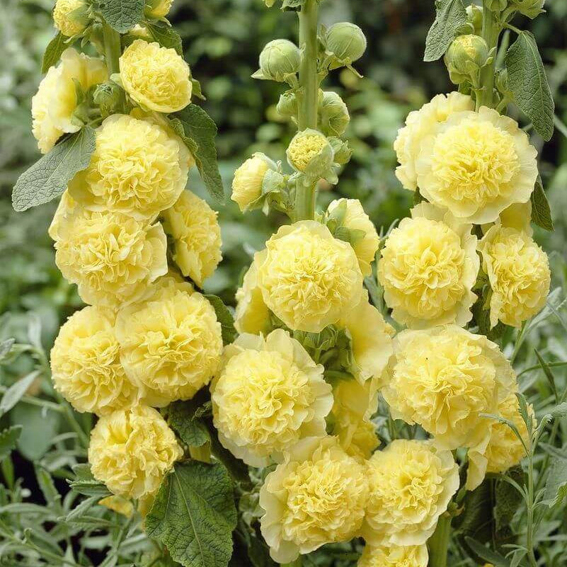 Yellow Hollyhock Seeds - Heirloom Flower Plant for Home Gardens 
