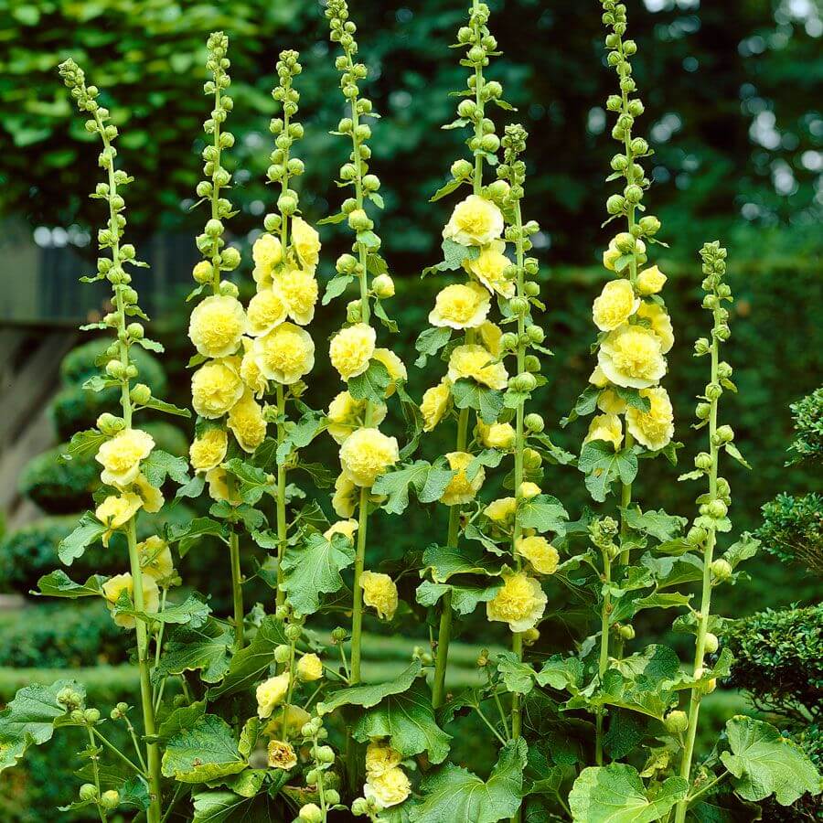 Yellow Hollyhock Seeds - Heirloom Flower Plant for Home Gardens 