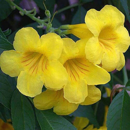 Yellow Hollyhock Seeds - Heirloom Flower Plant for Home Gardens 