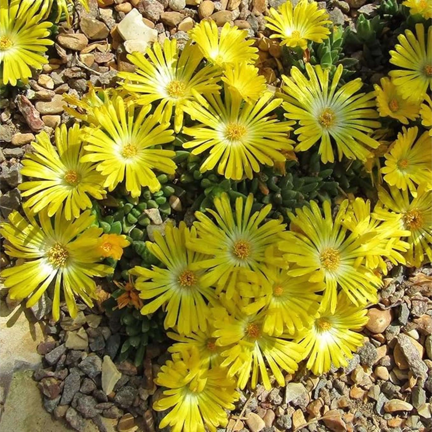 Yellow Ice Plant Seeds