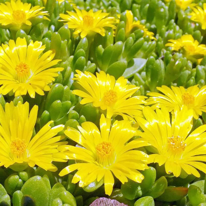 Yellow Ice Plant Seeds