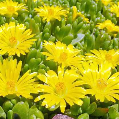 Yellow Ice Plant Seeds