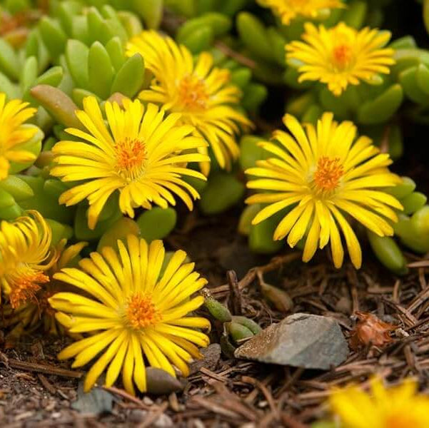 Yellow Ice Plant Seeds
