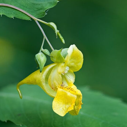Yellow Impatiens Seeds