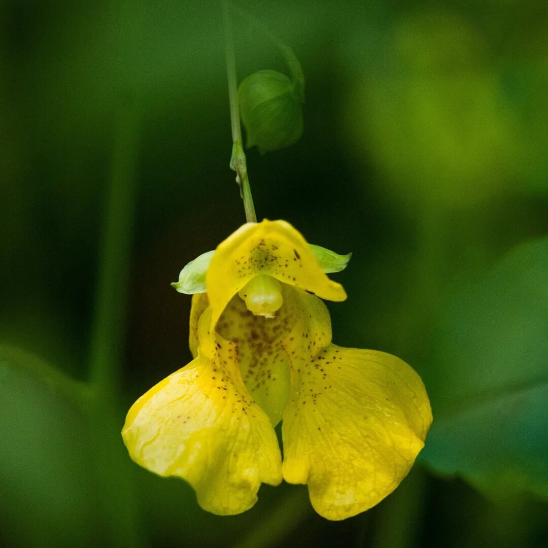 Yellow Impatiens Seeds