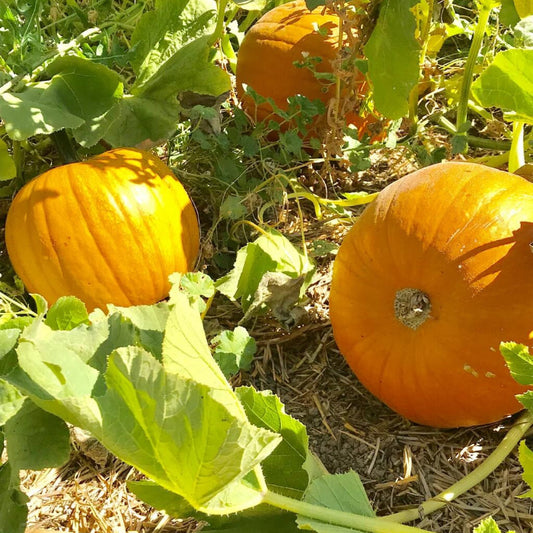Yellow Jamaican Pumpkin Seeds
