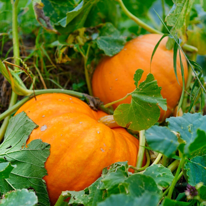 Yellow Jamaican Pumpkin Seeds