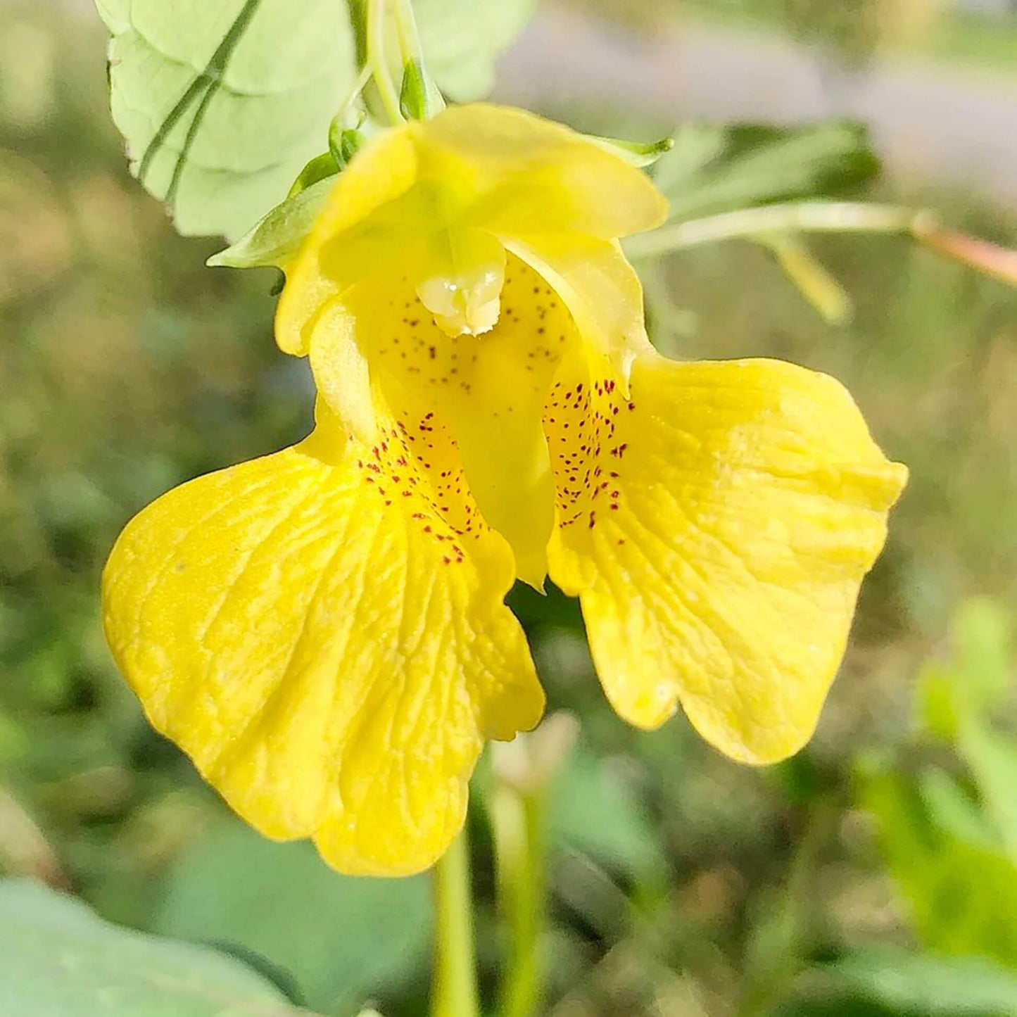 Yellow Jewelweed Seeds