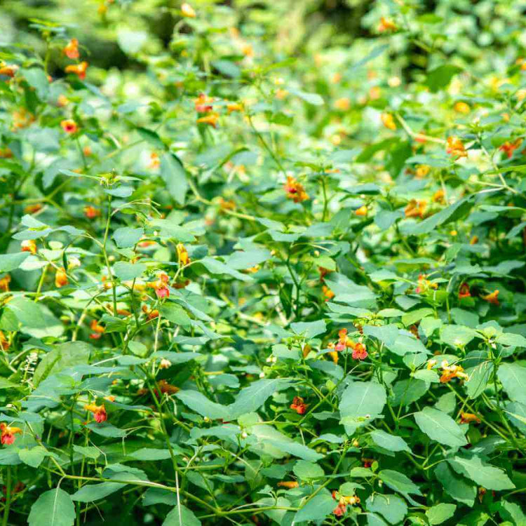 Yellow Jewelweed Seeds