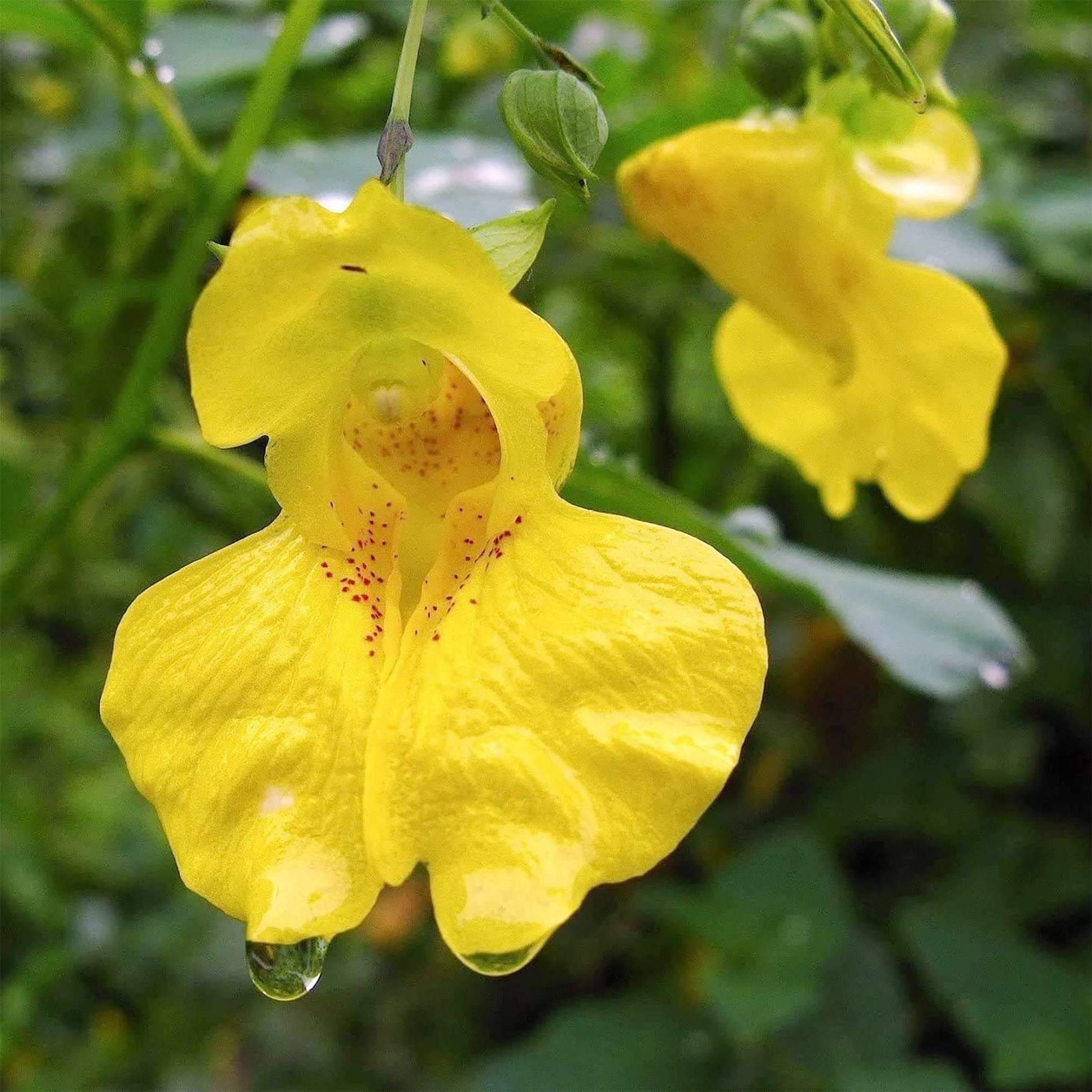 Yellow Jewelweed Seeds