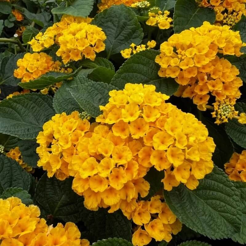 Yellow Lantana Seeds