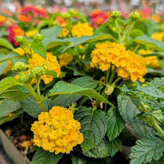 Yellow Lantana Seeds