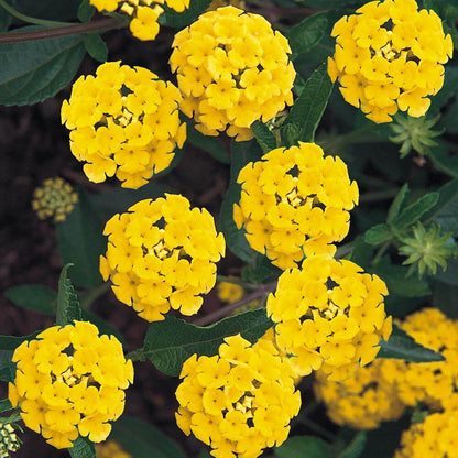 Yellow Lantana Seeds