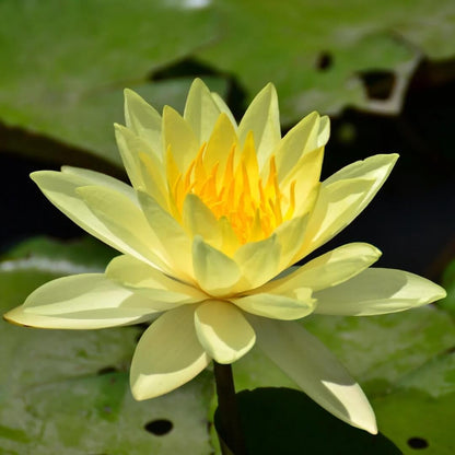 Yellow Lotus Seeds