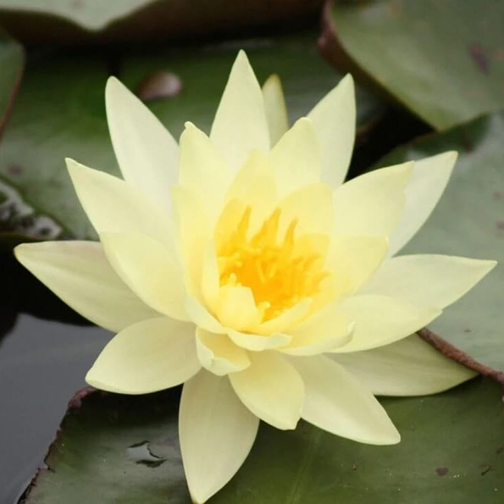 Yellow Lotus Seeds