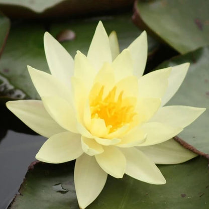 Yellow Lotus Seeds