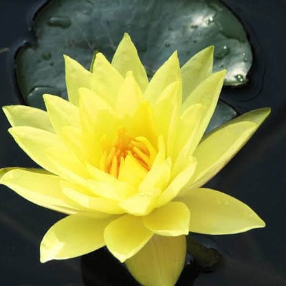 Yellow Lotus Seeds