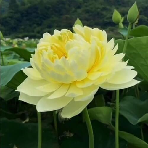 Yellow Lotus Seeds