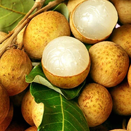 Yellow Lychee Seeds 