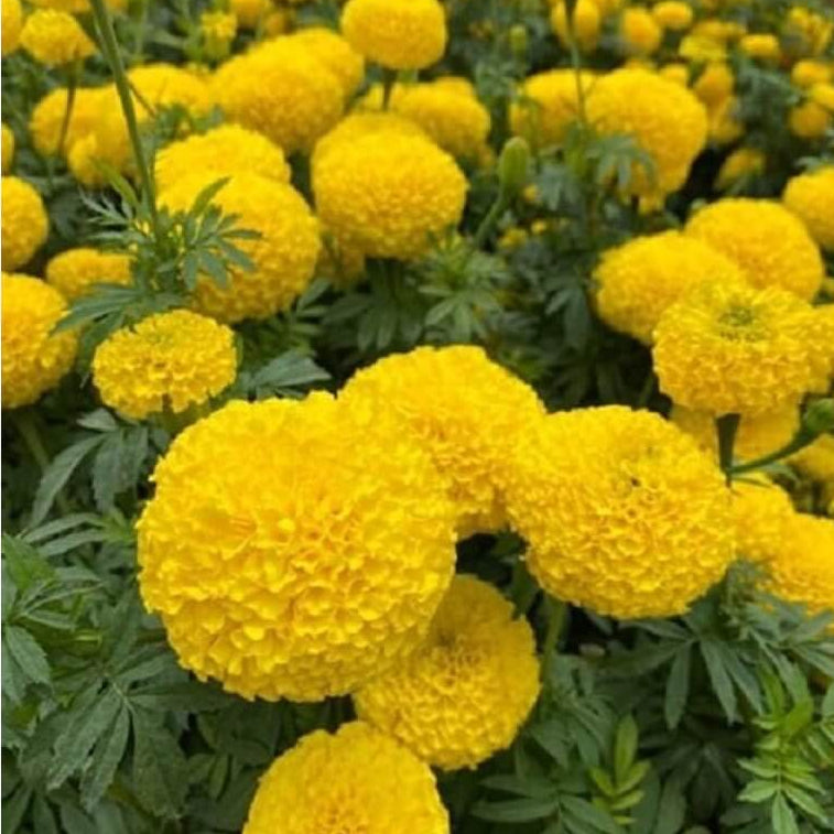 Yellow Marigold Seeds - Flower Plant