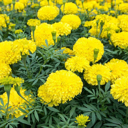 Yellow Marigold Seeds - Flower Plant