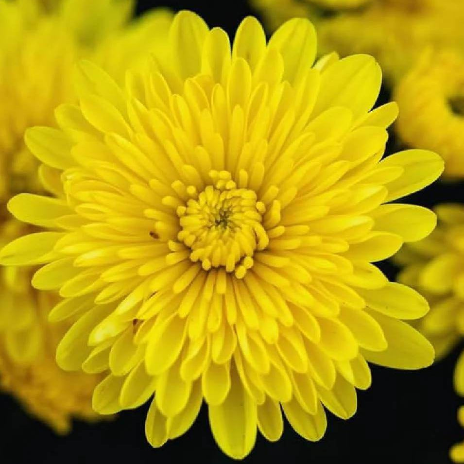 Yellow Mum Seeds