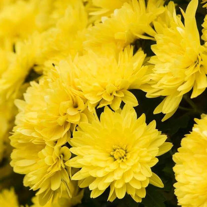 Yellow Mum Seeds