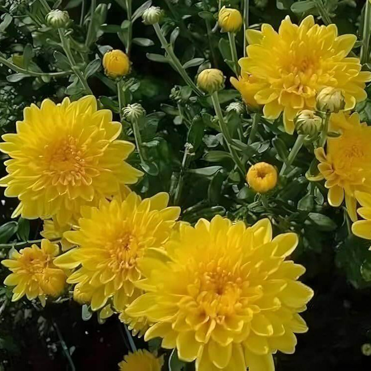 Yellow Mum Seeds