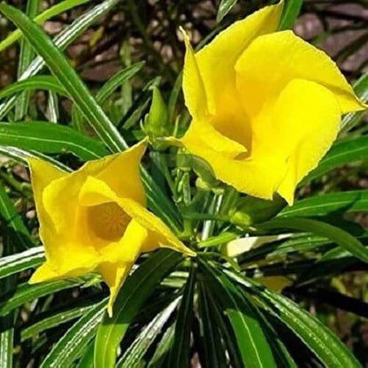 Yellow Oleander Seeds - Flower Plant