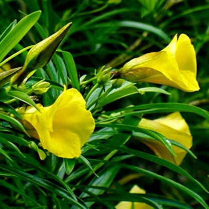 Yellow Oleander Seeds - Flower Plant