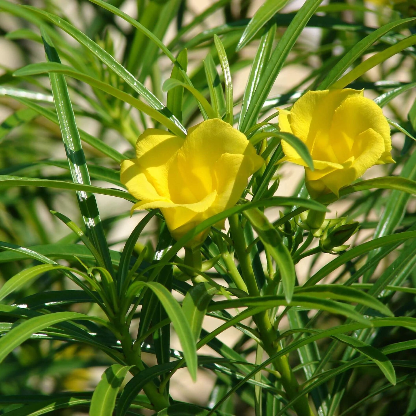 Yellow Oleander Seeds - Flower Plant