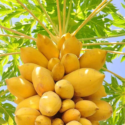 Yellow Papaya Seeds