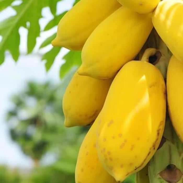 Yellow Papaya Seeds