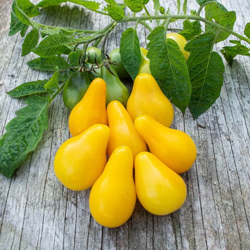 Yellow Pear Tomato Seeds - Vegetable Plate