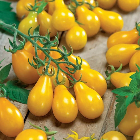 Yellow Pear Tomato Seeds - Vegetable Plate