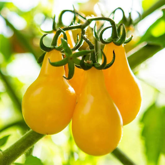 Yellow Pear Tomato Seeds 