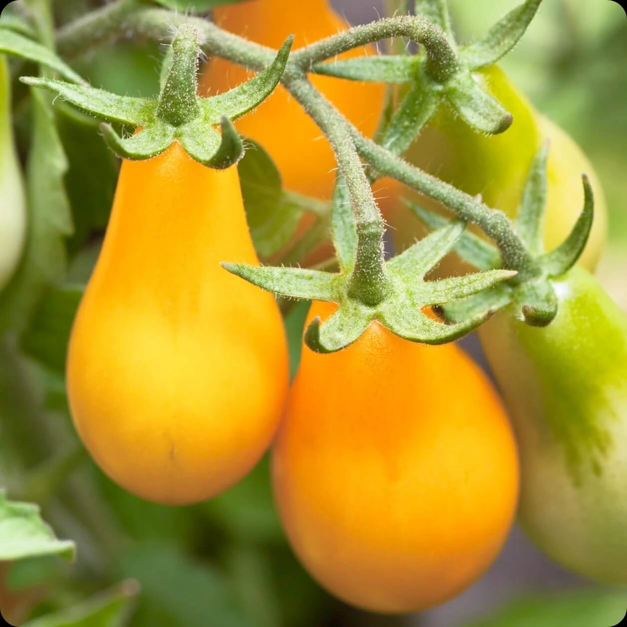 Yellow Pear Tomato Seeds 