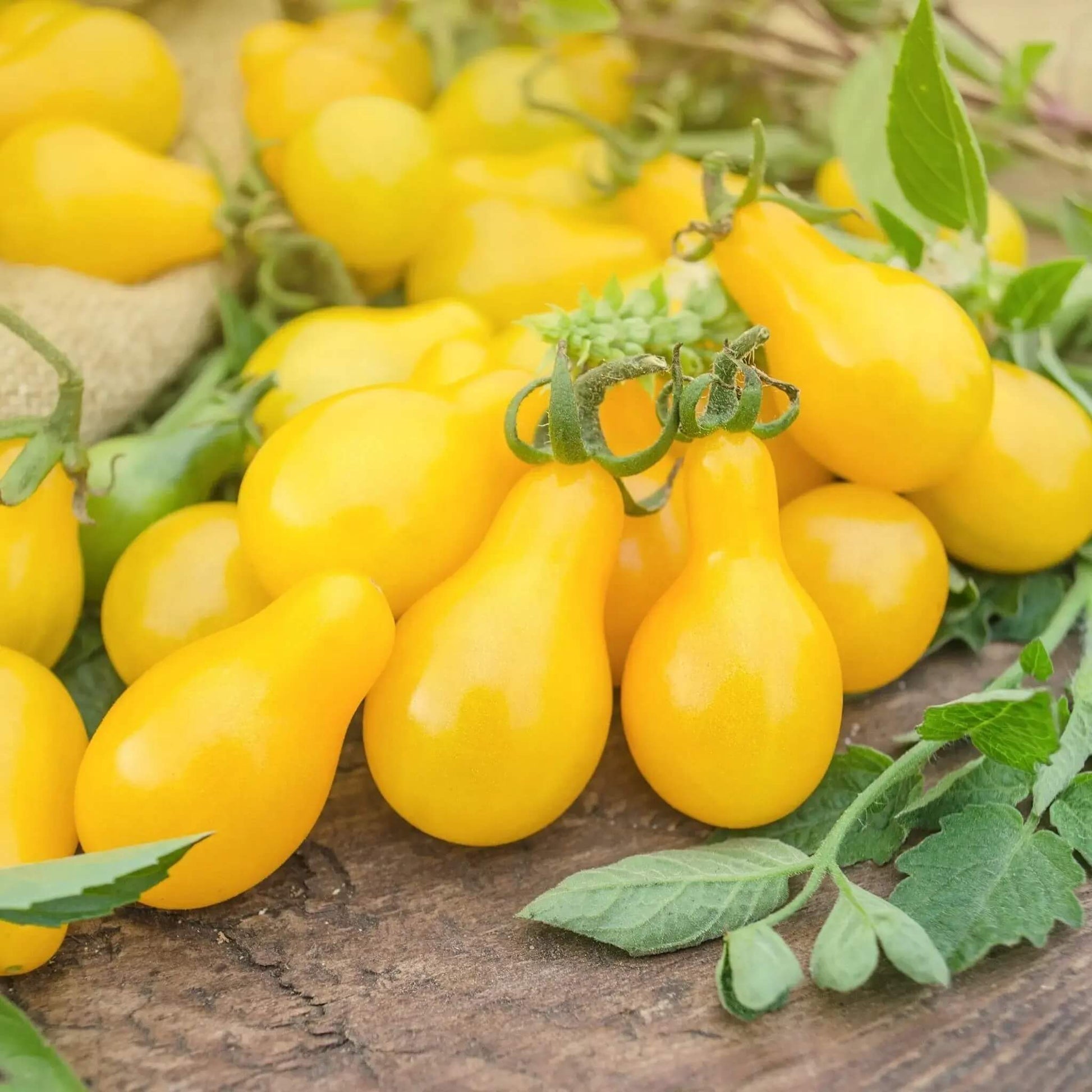 Yellow Pear Tomato Seeds 