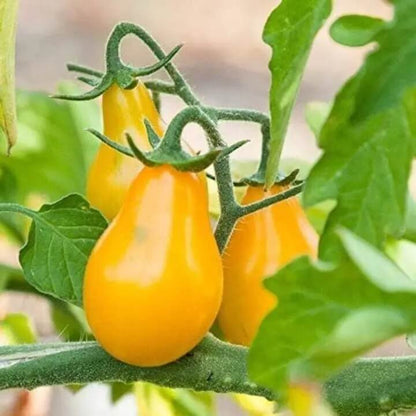 Yellow Pear Tomato Seeds 