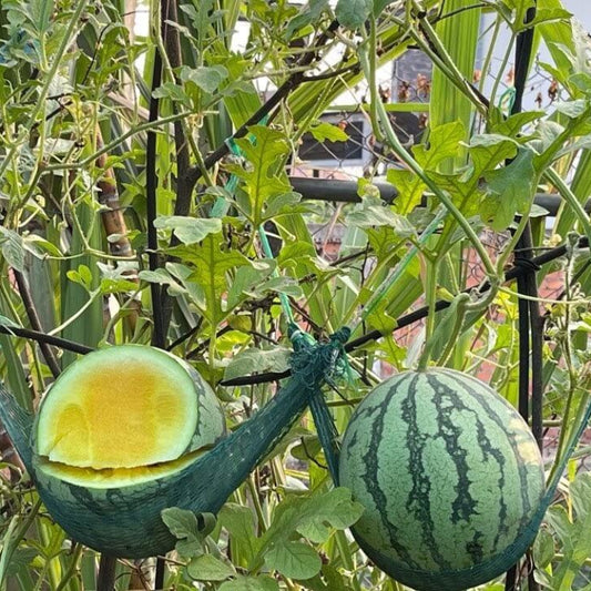Yellow Petite Watermelon Seeds - Heirloom Fruit Plant for Home Gardens