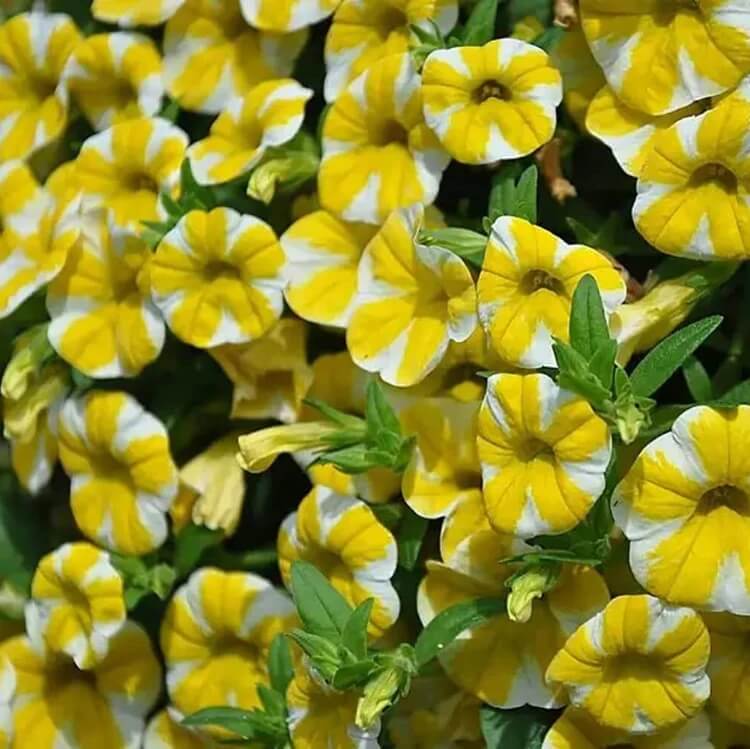 Yellow Petunia Seeds