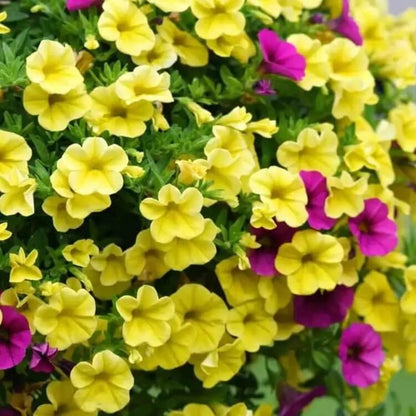 Yellow Petunia Seeds