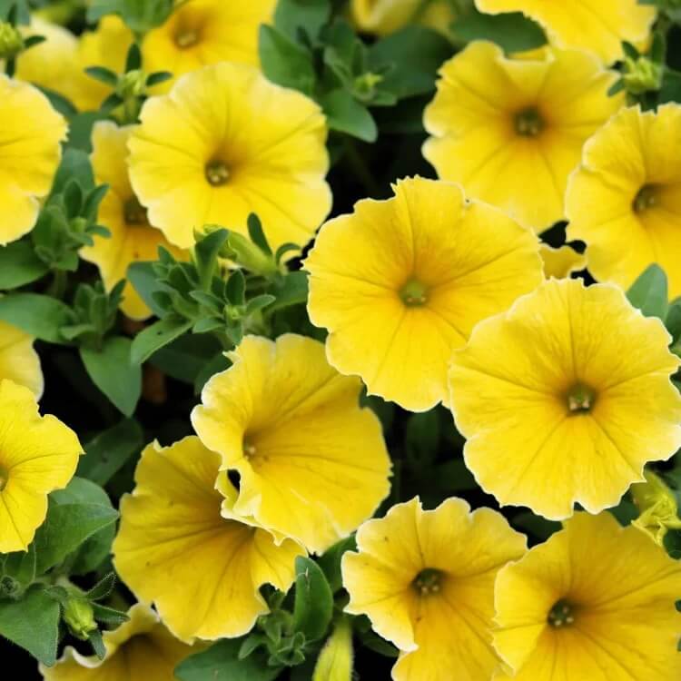 Yellow Petunia Seeds