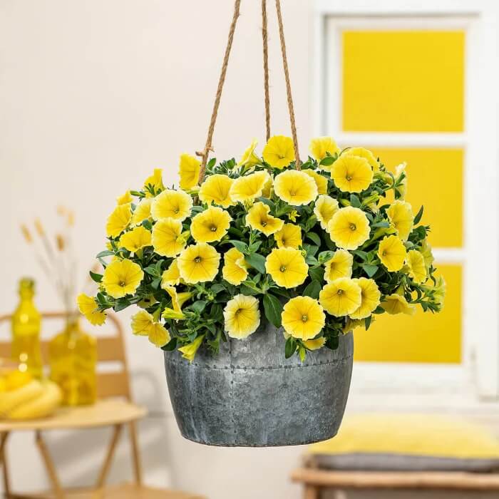 Yellow Petunia Seeds